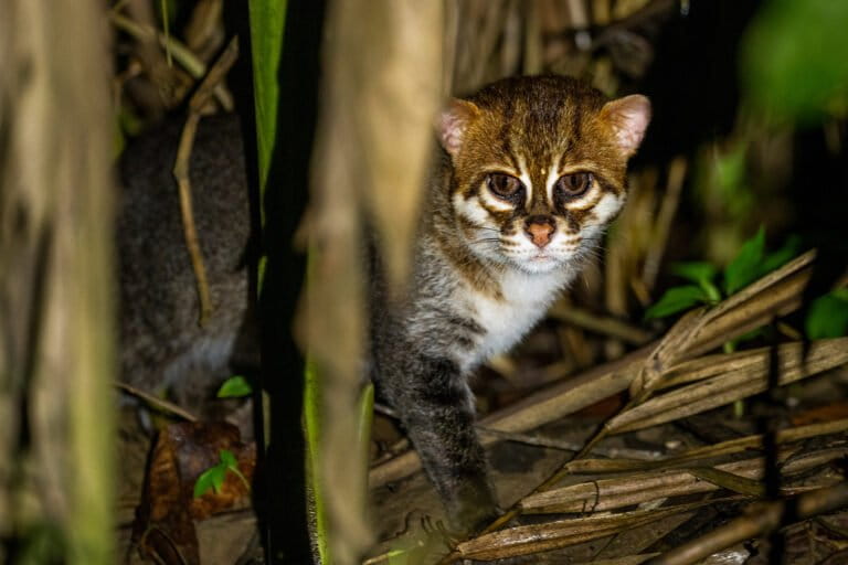Fin de año “buenas noticias” como gatos de cabeza plana reaparecieron en Tailandia después de 29 años de ausencia