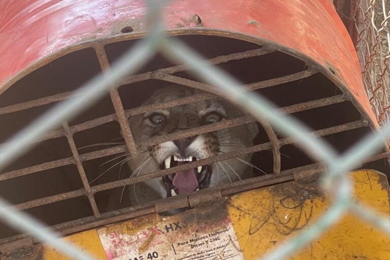 Argentina: las 10 historias ambientales que marcaron 2025