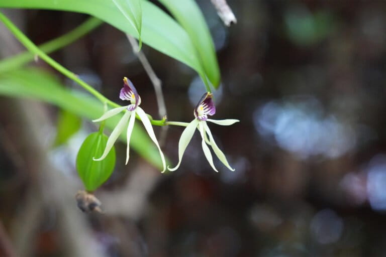 Una pequeña reserva conduce un gran esfuerzo para salvar plantas nativas en las Bahamas