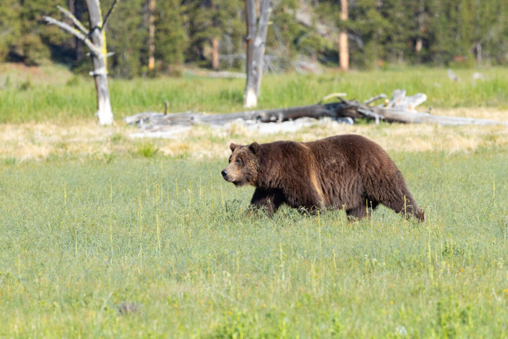 ¿Podría rescindir la regla sin carretera hacerlo más difícil para delistar Grizzlies Yellowstone?