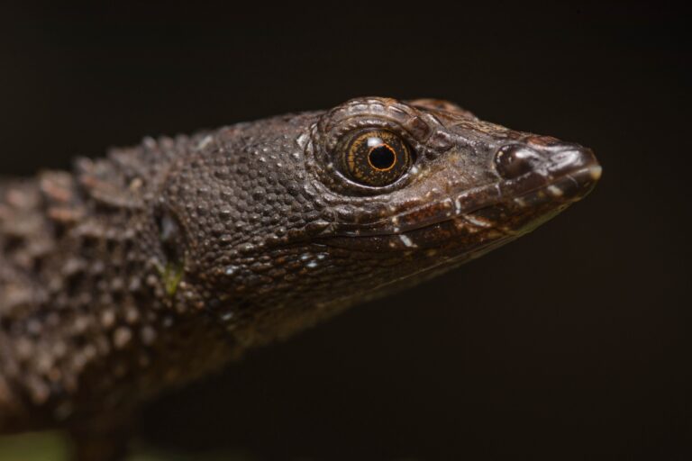 Las 12 fotografías que resumen el año ambiental de Latinoamérica en 2025