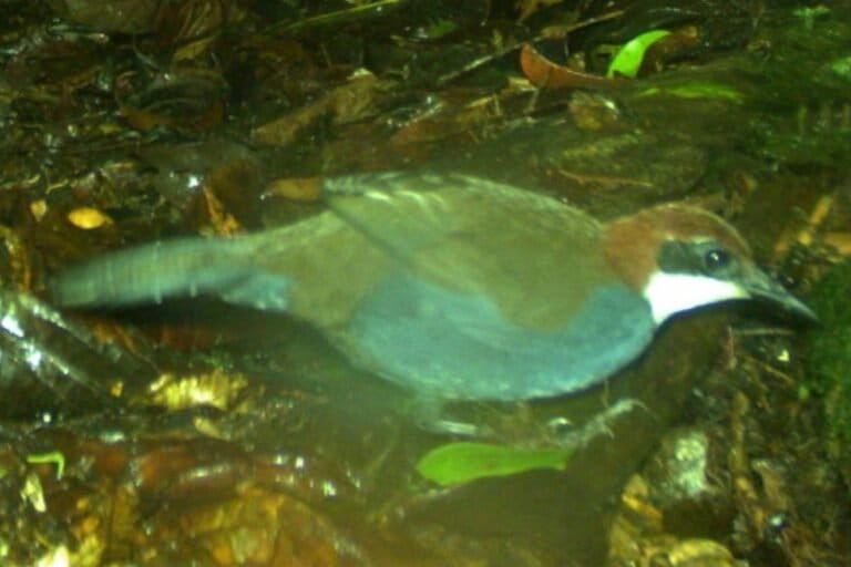 Se puede poner en peligro nuevas especies de joyero de Papua Nueva Guinea