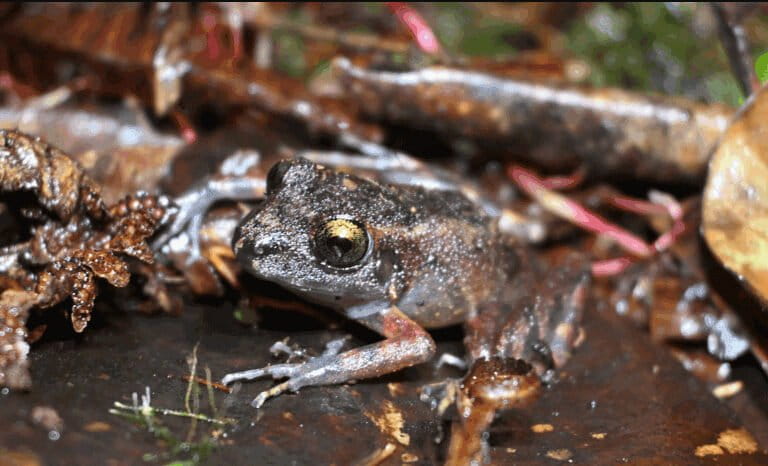 Una nueva especie de rana emerge de los bosques nublados del Perú, y ya está en riesgo