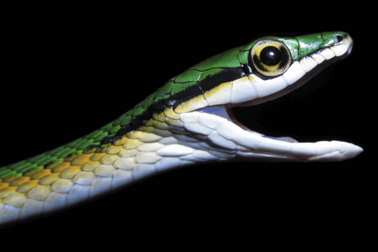 Fotos: Las mejores especies nuevas de 2025