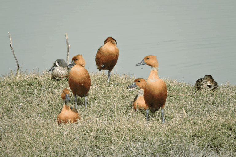 Aves paralizadas y estampidas de lobos marinos: los impactos de la pirotecnia en animales