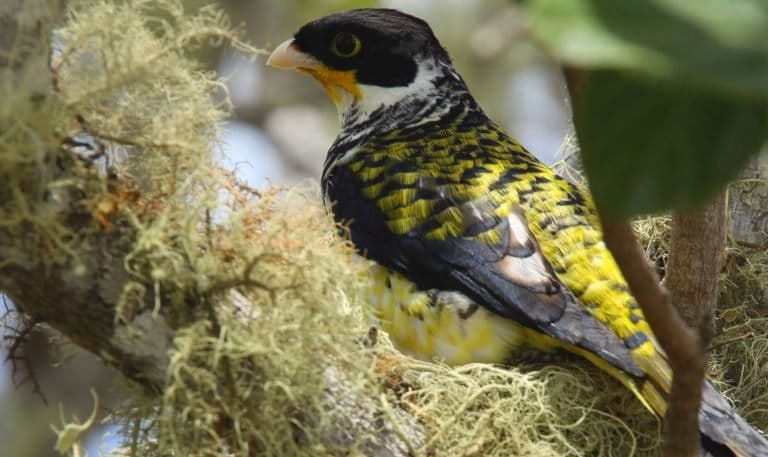¿Cómo lograron las comunidades indígenas salvar a la palkachupa de la extinción en Bolivia?