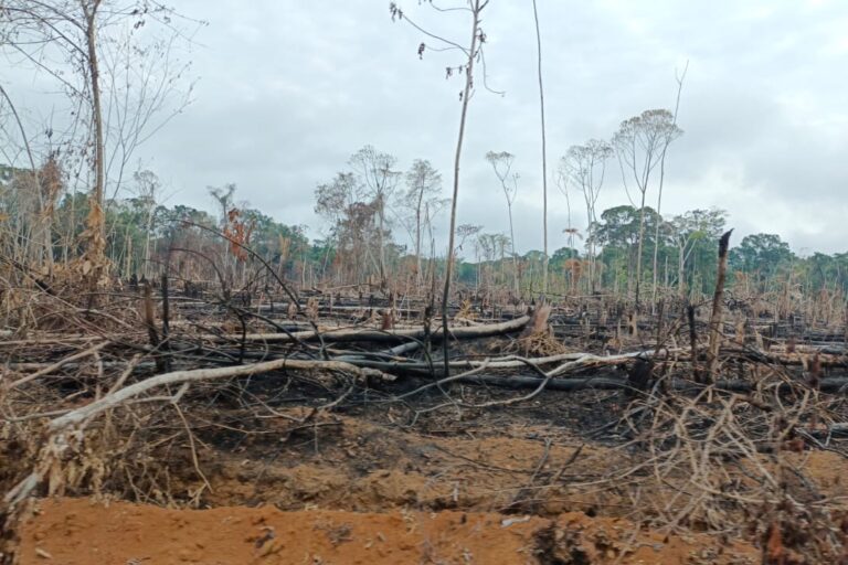 Balance ambiental de Colombia 2025: deforestación, agresiones a defensores y amenazas para territorios indígenas y áreas protegidas