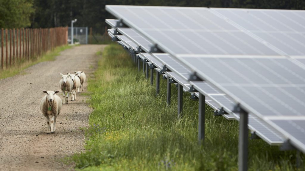 Cómo un ranchero superó la sequía, la deuda y los bajos precios del algodón