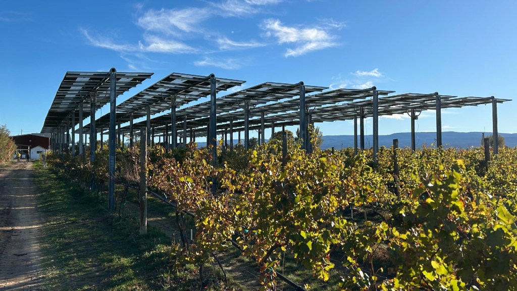 Este viñedo ahora crece el poder, también