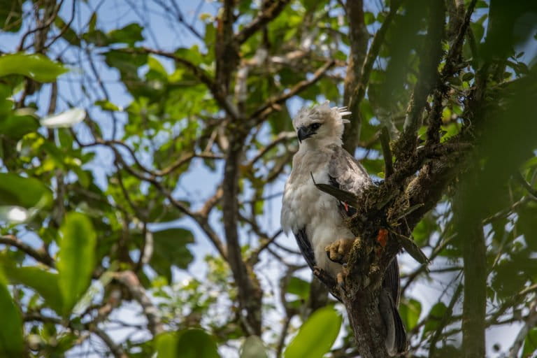 Latinoamérica: los 10 mejores videos de 2025 en Mongabay Latam