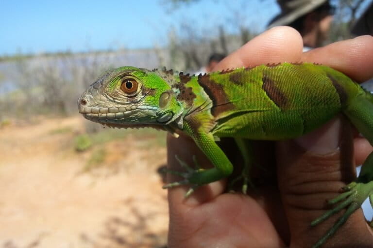 Iguana verde: el reptil invasor comercializado durante años que causa estragos en el Caribe