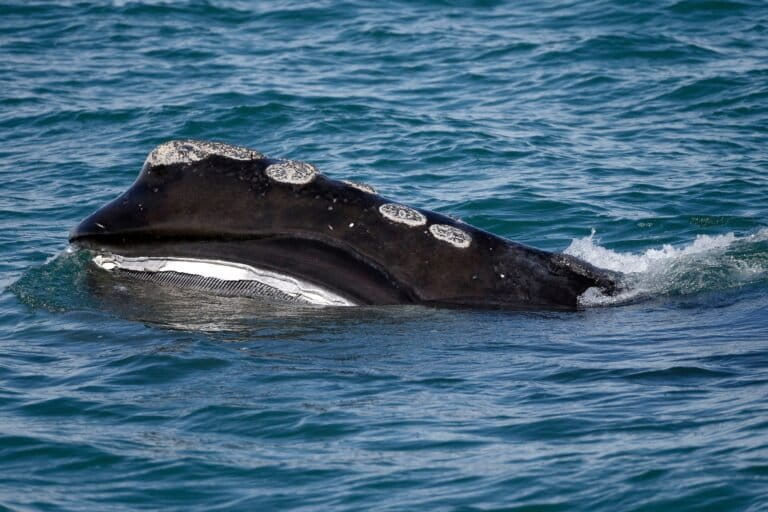 La tasa de nacimiento de ballenas derechas del Atlántico Norte está subida, pero la extinción sigue siendo inminente