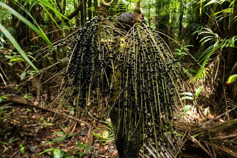 Brasil declaró un fruto nacional en relación con la biopiratería
