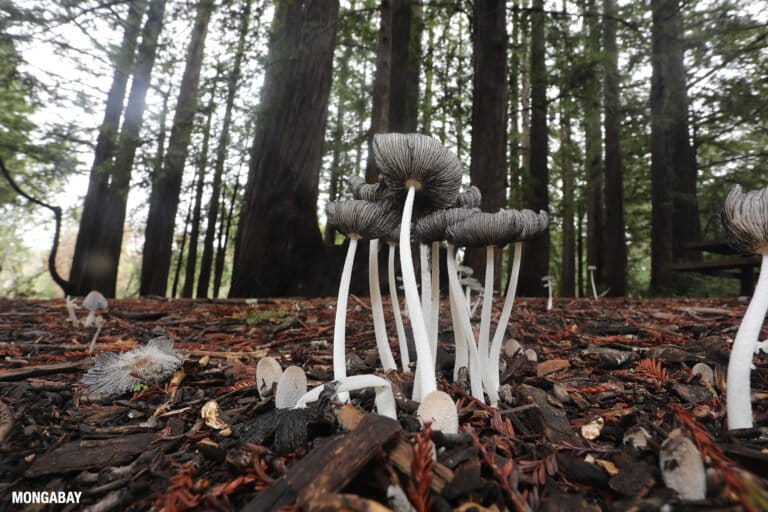 Un inventario de la vida en California