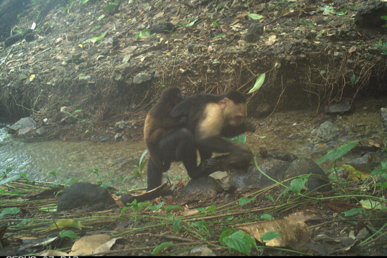 5 comportamientos animales inesperados que aprendimos en 2025