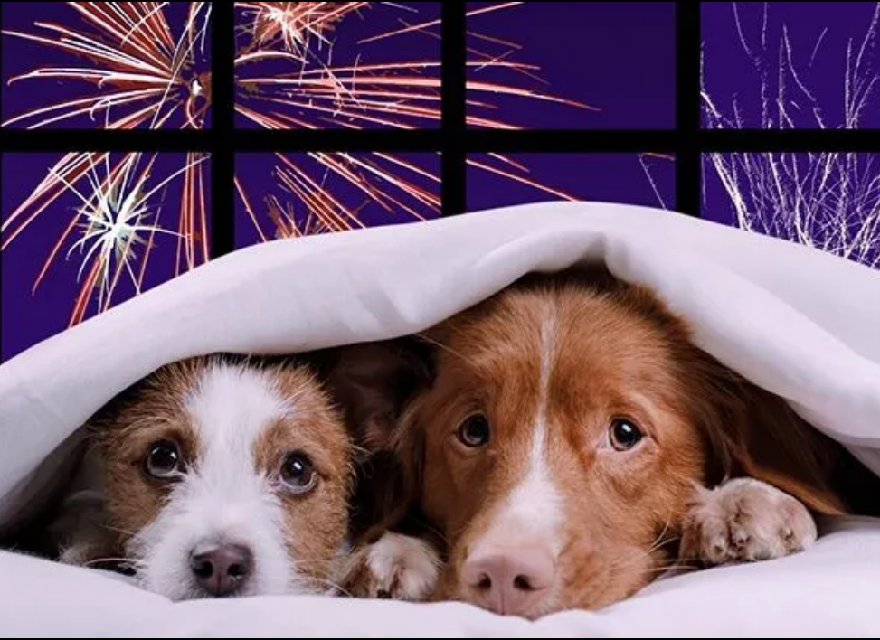 El ruido no es celebración: Biblia, salud mental y animales frente al estruendo moderno