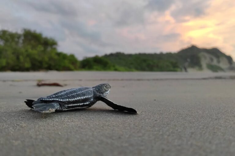 Sin playas ni protección legal: la odisea de las tortugas marinas más grandes del mundo para anidar en Ecuador