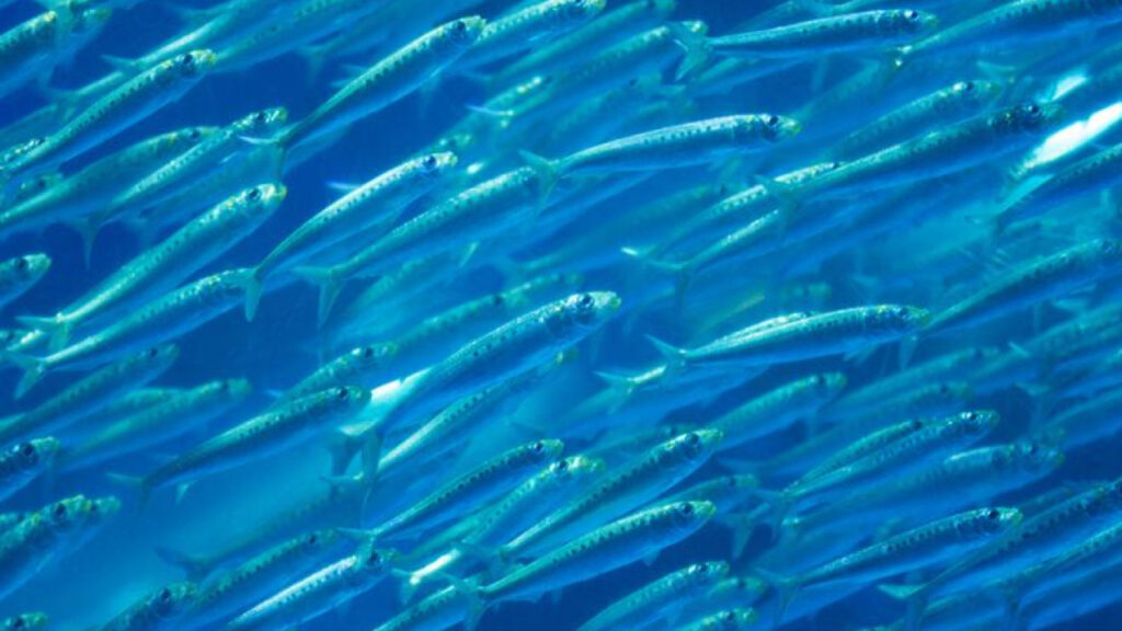 NOAA Caracteristicas de la compañía de la pesca Knauss: Meet Rachel Roday