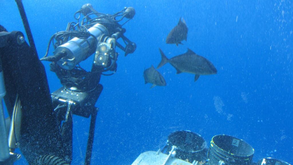 ¿Cómo se destaca como científico de pesca? Reflexiones sobre una carrera con el Científico Superior Dr. Jason Link