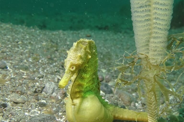 Los animales que protagonizaron las historias ambientales de 2025 en Latinoamérica