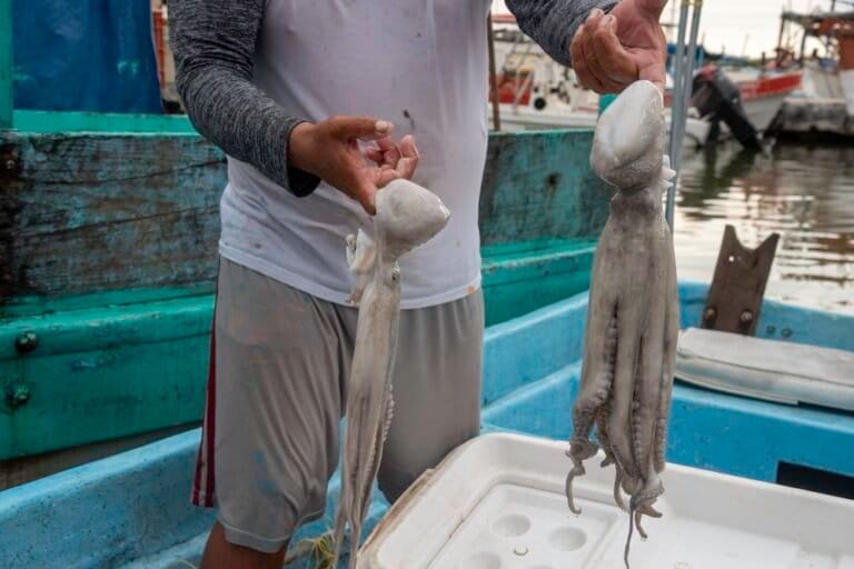 Estos son los impactos del cambio climático en los pulpos maya de Yucatán