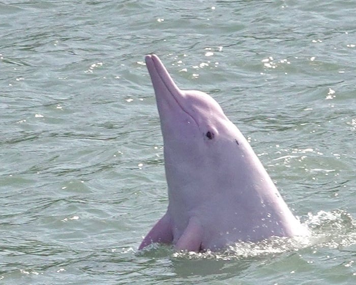 Los residuos tóxicos de las pantallas terminan en delfines en peligro, el estudio encuentra