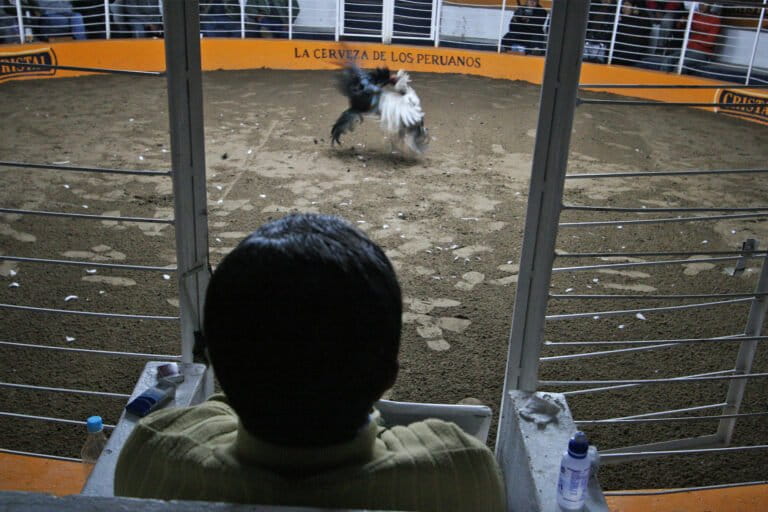 ¿Cómo imperils de pelea de gallos El pez sierra en peligro crítico del Perú