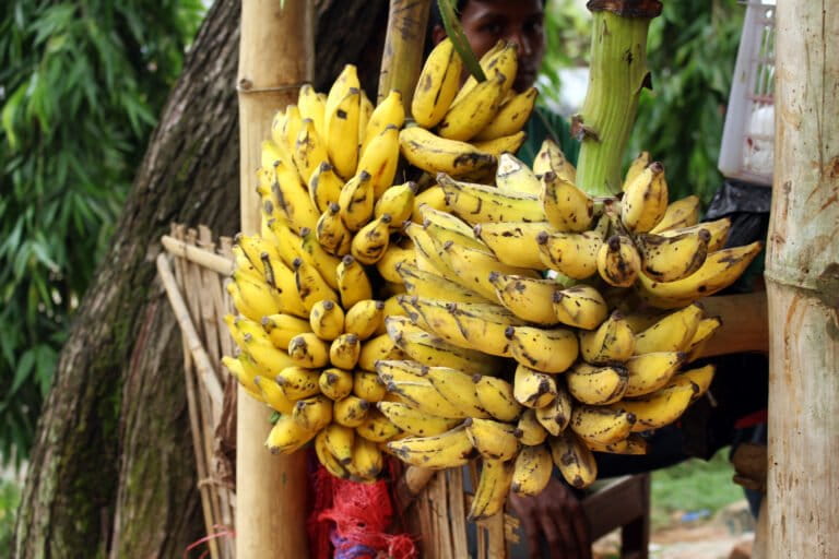Profitable tendencia de los cultivos en efectivo en las colinas de Bangladesh afecta a la ecología regional