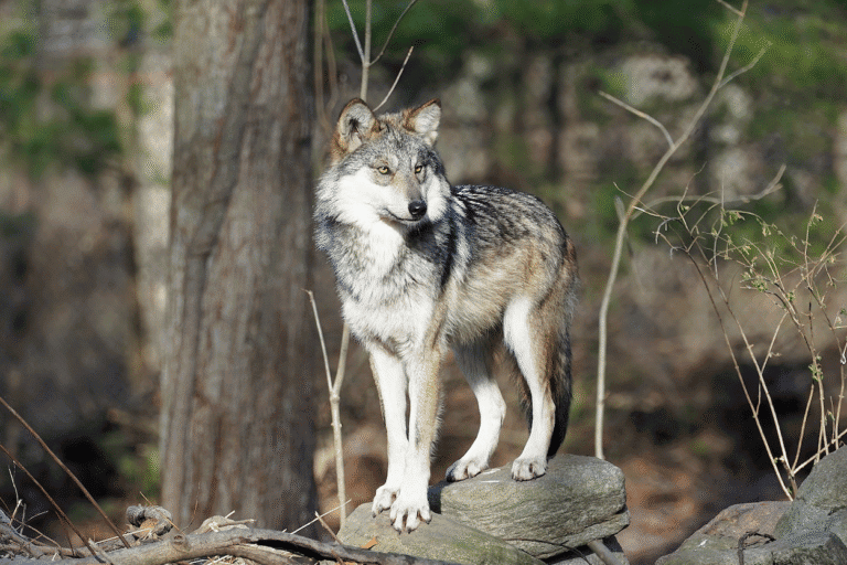 Lobo mexicano: crecen los riesgos genéticos, conflictos con la ganadería y amenaza legal a 28 años de su reinserción