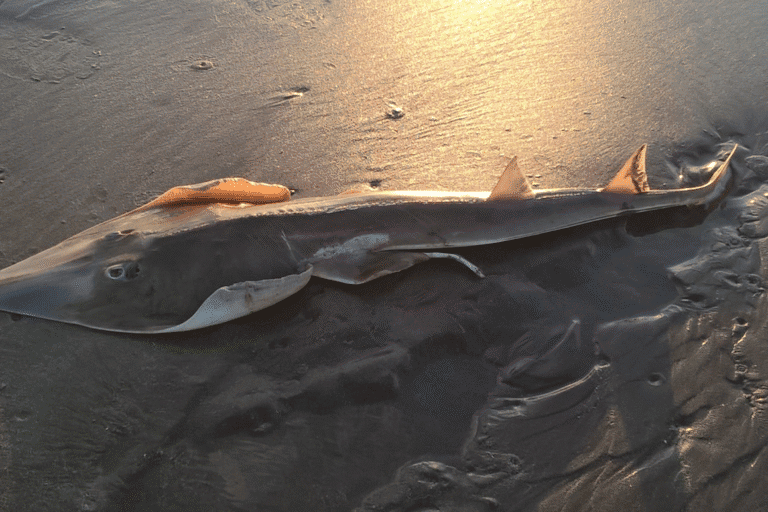 Pez guitarra: científicos y pescadores deportivos de Argentina se unen para proteger a esta singular especie del Atlántico