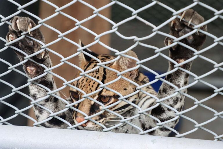 Imágenes muestran el horror que viven los felinos víctimas del tráfico ilegal en Latinoamérica | Reportaje fotográfico