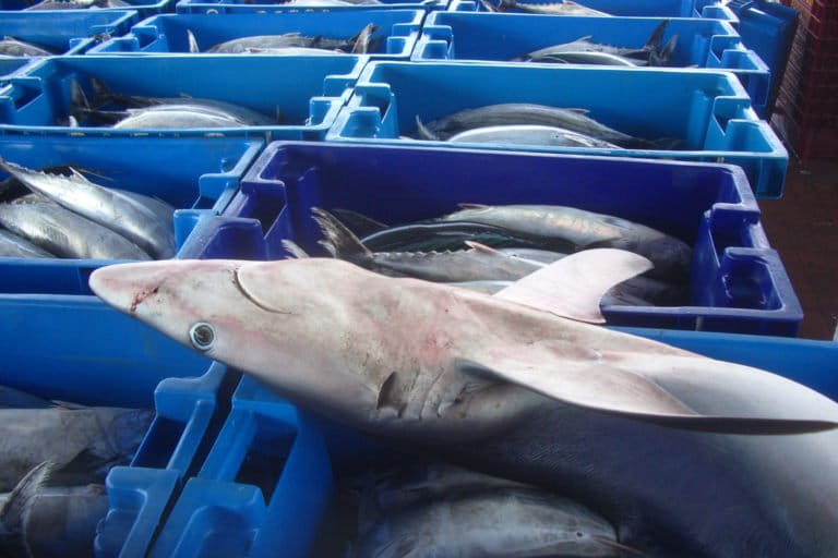 ¿Qué pescados estás comiendo?: fraude y mal etiquetado amenazan a los tiburones en Perú