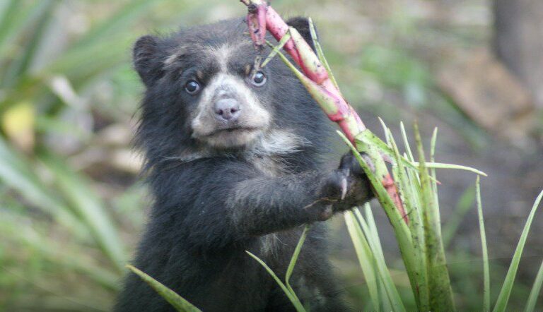 Jaguares, osos andinos y cóndores: las áreas naturales de Bolivia protegen a sus especies más emblemáticas