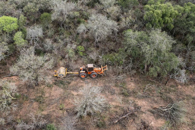 Argentina: el Chaco perdió 40 % más de bosques en 2025 por los incendios y la deforestación