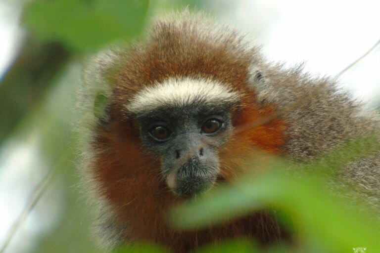 Así es el zocay, el mono que enfrenta la pérdida acelerada de su hábitat en Colombia