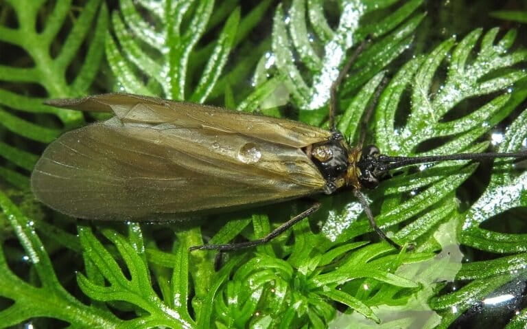 Los insectos transportan contaminantes farmacéuticos de los ríos a la tierra y aún se desconocen los riesgos | ESTUDIOS