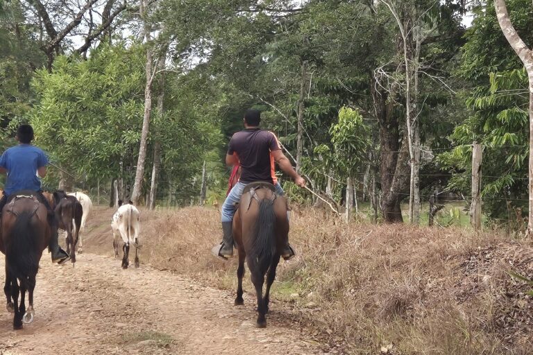 Colombia: una carrera contra el tiempo para lograr la recuperación de los bosques secundarios del Caquetá