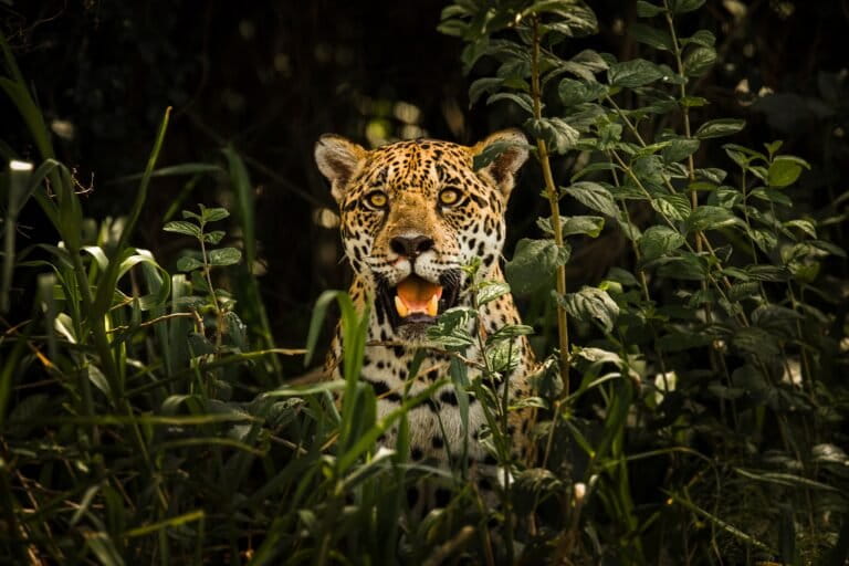 Los investigadores de conservación de jaguar ojo gana bajo el proyecto de administración indígena Brasil