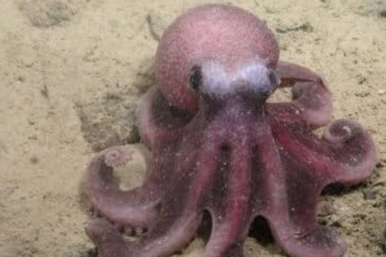 Confirmado: nueva especie de pulpo en aguas profundas chilenas