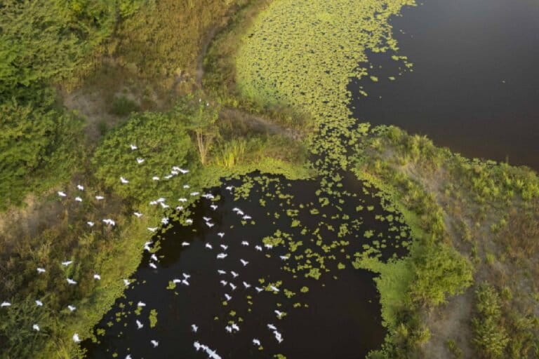 Serranía de Sunsas: un santuario poco explorado en Bolivia que protege 176 especies de aves