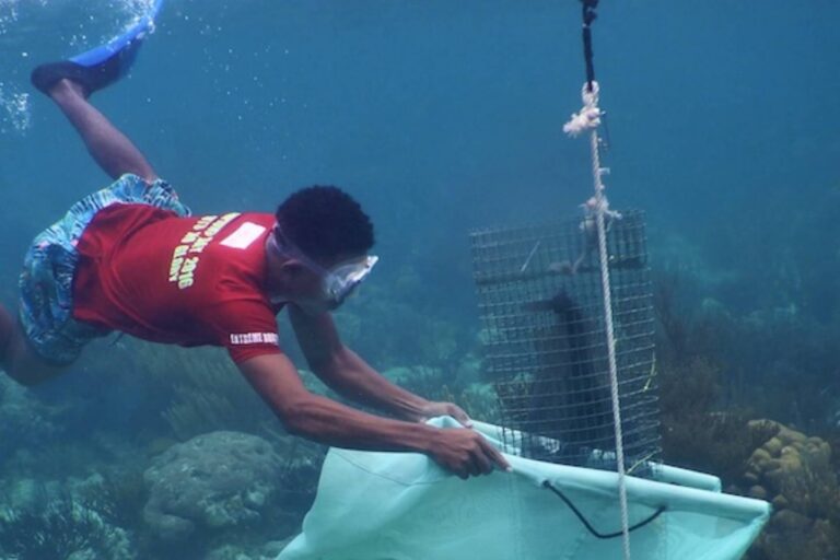 Más de 200 personas monitorean al mismo tiempo y en cuatro países el Sistema Arrecifal Mesoamericano, el segundo más grande del mundo