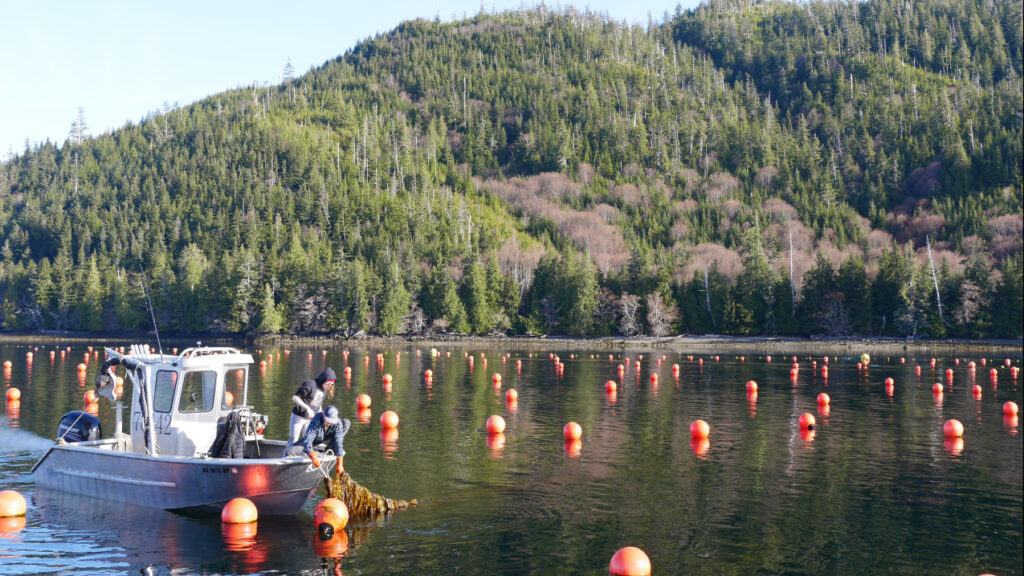 Nuevo atlas identifica oportunidades potenciales para la acuicultura en el Golfo de Alaska