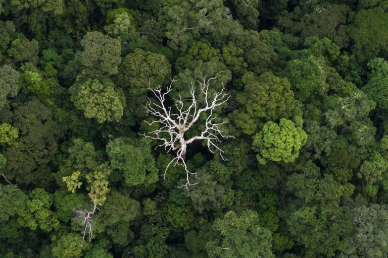 De arriba: Aerial Borneo