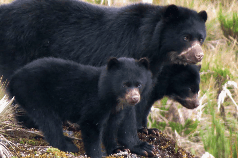 Día Internacional de los Osos: curiosas imágenes del oso de anteojos dan esperanza a su conservación en América Latina