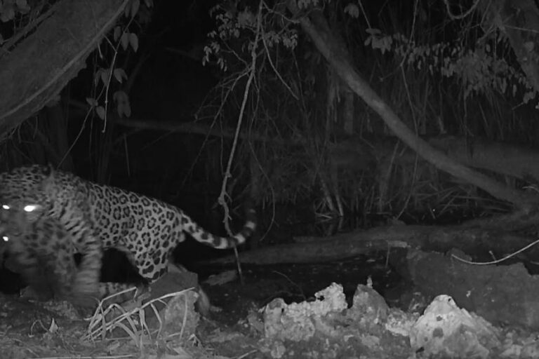 ¿Cómo compiten jaguares, pumas, ocelotes y tigrillos por alimento? Estudio de felinos en Guatemala revela sus formas de caza
