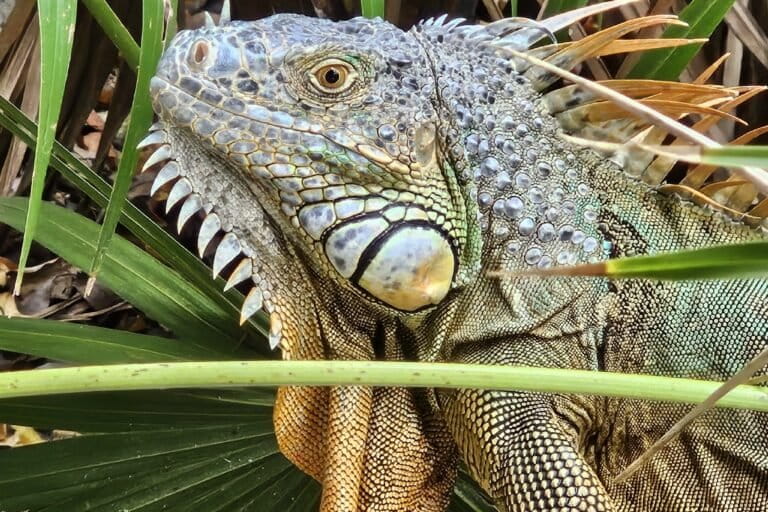 Especies invasoras sin límites: el grave impacto de la flora y fauna exóticas en América Latina | Reportaje fotográfico