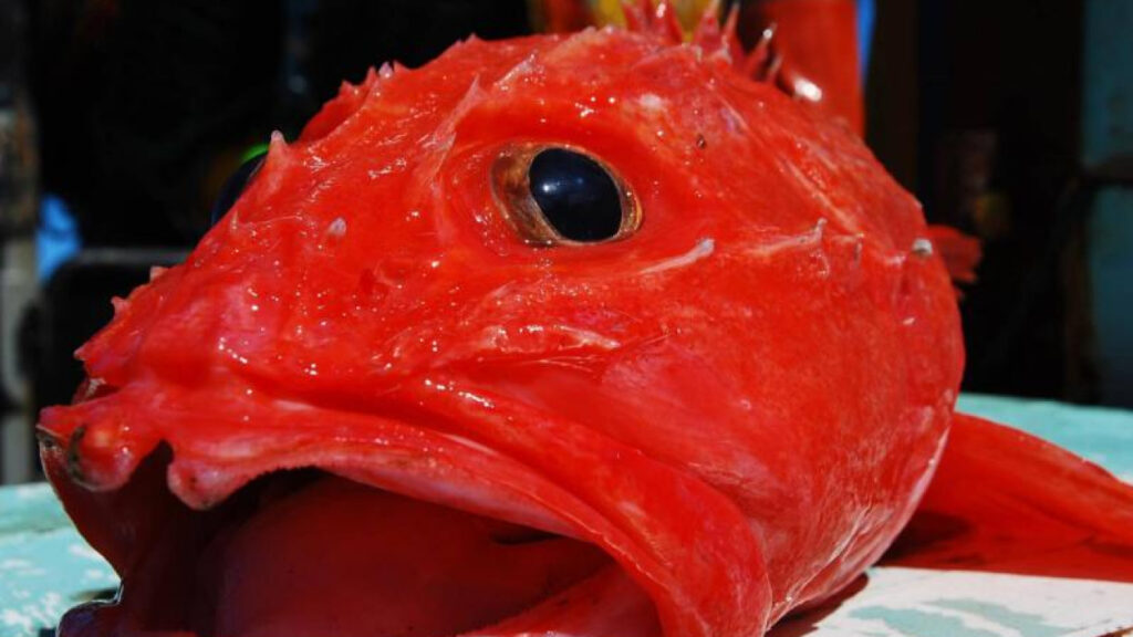 Regla de pesca subterránea de emergencia mantiene la pesca de la flota como especie prueba más abundante