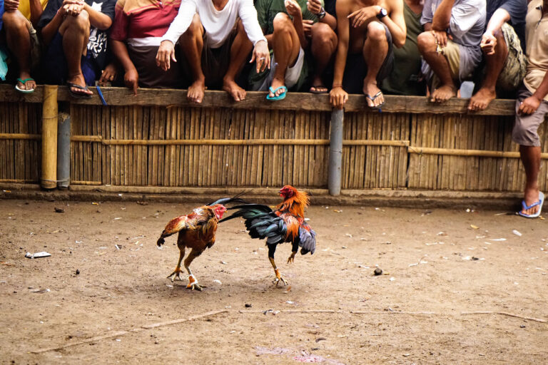 Las peleas de gallos podrían nocautarse ¿El pescado más raro de Perú?