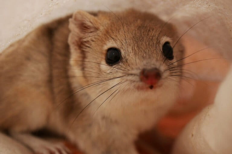 Defying sequía e invasivos, un marsupial australiana feos hace un regreso