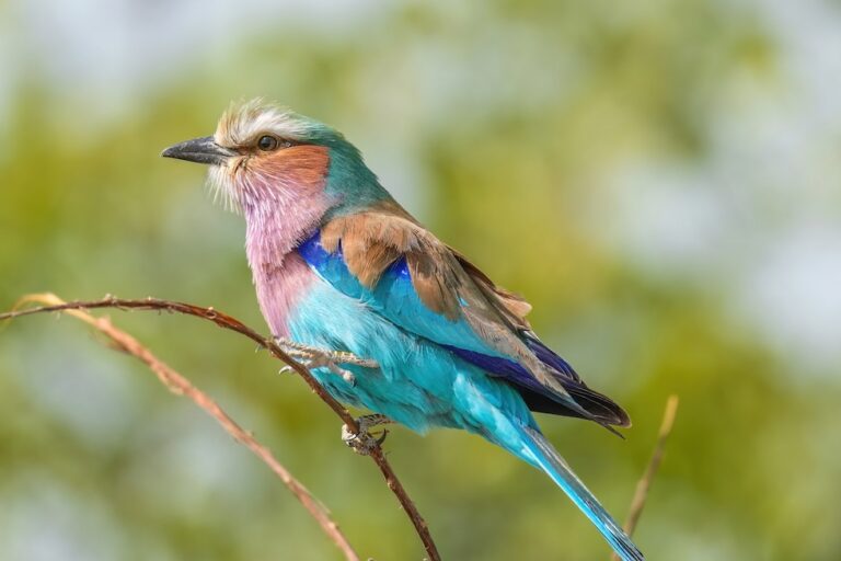 Cómo los proyectos de conservación de aves de Namibia construyen resiliencia comunitaria (commentaria)